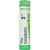 RHUS TOX 5CH GR-800024604