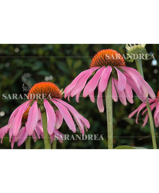 ECHINACEA PURP 60ML GTT prezzi bassi