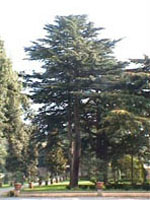 MSA CEDRUS LIBANI 50ML-900113820
