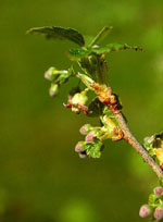 MSA RIBES NIGRUM 50ML prezzi bassi