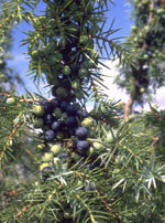 MSA JUNIPERUS COMMUN 50 ML