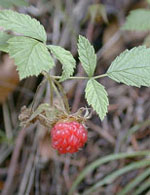 MSA RUBUS IDAEUS 50 ML